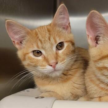 Brockway -  Domestic Short Hair Cat for Adoption in Columbia, Missouri - Brockway | PetCurious