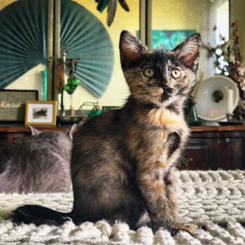 Dahlia Hawthorne -  Tortoiseshell Cat for Adoption in Woodinville, Washington - Dahlia Hawthorne | PetCurious
