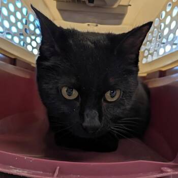 Elsa -  Domestic Short Hair Cat Available for Adoption in Des Moines, Iowa - Elsa | PetCurious