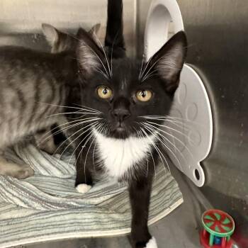 Rescue Domestic Short Hair Cats for Adoption in Evanston, Illinois - Green Bean | PetCurious