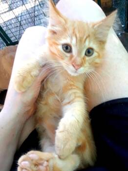 Coca-Cola Light -  Domestic Long Hair Cat for Adoption in Millerton, Pennsylvania - Coca-Cola Light | PetCurious