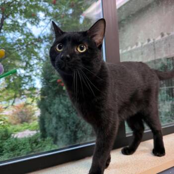 Raymond -  Domestic Short Hair Cat for Adoption in Great Falls, Montana - Raymond | PetCurious