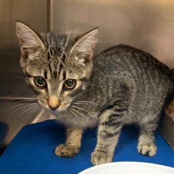 Dale -  Domestic Short Hair Cat for Adoption in Newark, New Jersey - Dale | PetCurious