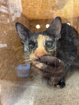 Domestic Short Hair Cats Available for Adoption - ARWEN | PetCurious