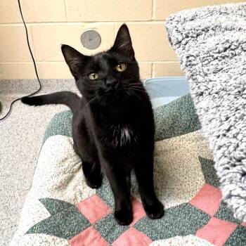 Illana -  Domestic Short Hair Cat for Adoption in Columbia, Illinois - Illana | PetCurious