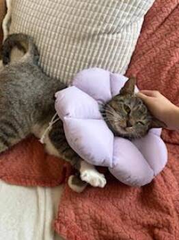 Domestic Short Hair Cats Available for Adoption - Daisy | PetCurious