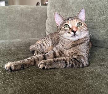 BEAR #2030 - Offered by Owner - Young Female -  Torbie and Tabby Cat for Adoption in Hillsboro, Oregon - BEAR #2030 - Offered By Owner - Young Female | PetCurious