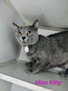Russian Blue and Domestic Short Hair Cats Available for Adoption in Fayetteville, West Virginia - Miss Kitty | PetCurious