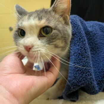 Georgina -  Domestic Short Hair Cat for Adoption in Walker, Michigan - Georgina | PetCurious