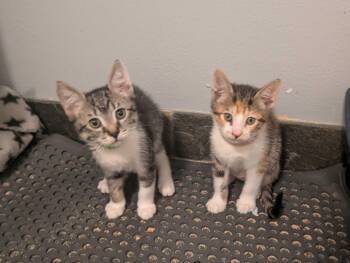 Domestic Short Hair Cats Available for Adoption in Seattle, Washington - Haru And Cereza | PetCurious
