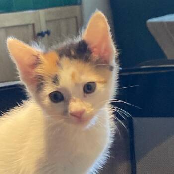 Ava -  Domestic Short Hair Cat for Adoption in Pasadena, California - Ava | PetCurious