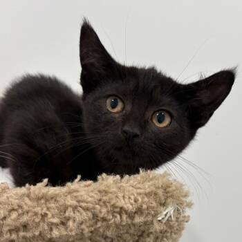 26-234 Penny -  Domestic Short Hair Cat for Adoption in North Branford, Connecticut - 26-234 Penny | PetCurious