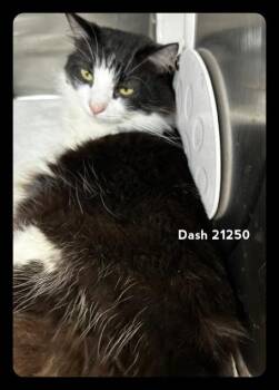 DASH (see also DASH) -  Domestic Short Hair Cat for Adoption in Marietta, Georgia - DASH (see Also DASH) | PetCurious