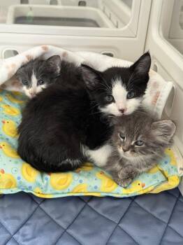 Jason -  Domestic Short Hair Cat for Adoption in Greenwich Township, New Jersey - Jason | PetCurious