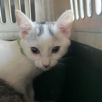 Maradona -  Domestic Short Hair Cat for Adoption in Leander, Texas - Maradona | PetCurious