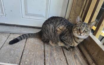 Spicy (really a sweety) -  Domestic Short Hair and Tabby Cat for Adoption in Attalla, Alabama - Spicy (really A Sweety) | PetCurious