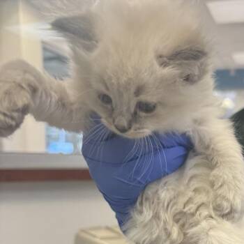 Domestic Medium Hair Cats Available for Adoption - Summer | PetCurious