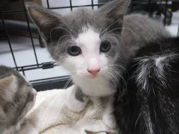 Domestic Short Hair Cats Available for Adoption in Ocala, Florida - ERNIE | PetCurious