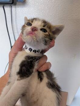 CHESHIRE - IN FOSTER -  Domestic Short Hair Cat for Adoption in Ontario, California - CHESHIRE - IN FOSTER | PetCurious