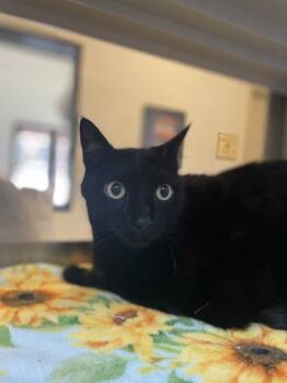 Rescue Domestic Short Hair Cats for Adoption in Brunswick, Georgia - Fisaro | PetCurious