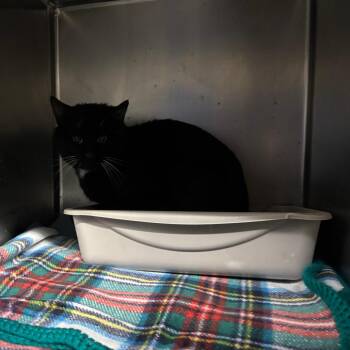 Domestic Short Hair Cats Available for Adoption - Snowball | PetCurious