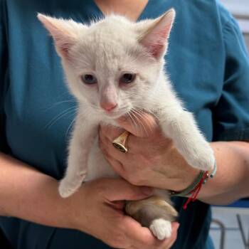 Glacier -  Domestic Short Hair Cat for Adoption in Trenton, New Jersey - Glacier | PetCurious