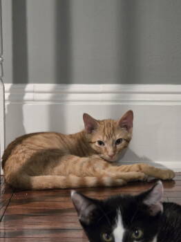 Rescue Domestic Short Hair Cats for Adoption in Franklin Township, New Jersey - Swindell | PetCurious