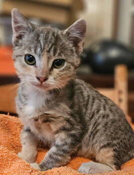 Rescue Domestic Short Hair Cats for Adoption in San Jose, California - Tinsel | PetCurious