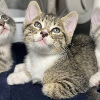 Goblin -  Domestic Short Hair Cat for Adoption in Palm Springs, California - Goblin | PetCurious