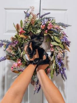 Merlin -  Domestic Short Hair Cat for Adoption in Goodyear, Arizona - Merlin | PetCurious