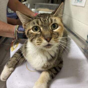 Domestic Short Hair Cats Available for Adoption in Pensacola, Florida - COCOA | PetCurious
