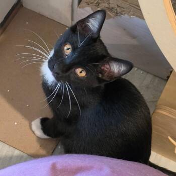 Cola -  Domestic Short Hair Cat for Adoption in West Warwick, Rhode Island - Cola | PetCurious