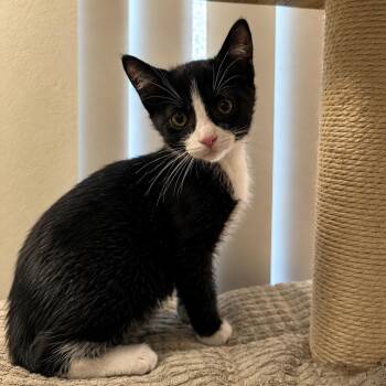 Blackie (black) -  Domestic Short Hair Cat for Adoption in Tustin, California - Blackie (black) | PetCurious