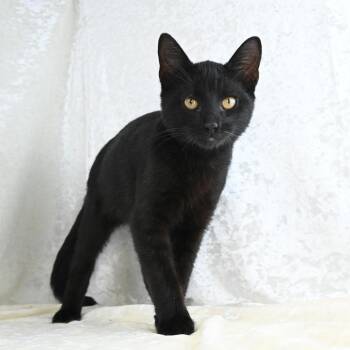 Domestic Short Hair Cats Available for Adoption - Jonah | PetCurious