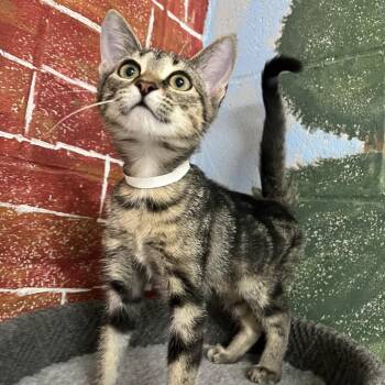 Tita -  Domestic Short Hair Cat for Adoption in Laredo, Texas - Tita | PetCurious