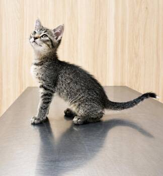 Spree -  Domestic Short Hair and Tabby Cat for Adoption in Homer Glen, Illinois - Spree | PetCurious
