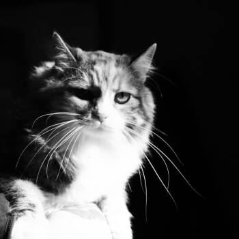 Tabitha -  Domestic Long Hair Cat for Adoption in Salmon, Idaho - Tabitha | PetCurious