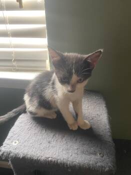 Pinky -  Tuxedo Cat for Adoption in Mobile, Alabama - Pinky | PetCurious