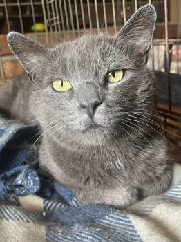 Domestic Short Hair Cats Available for Adoption in Stuart, Virginia - Johnny | PetCurious