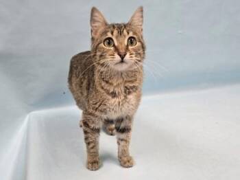 Monarch -  Domestic Short Hair Cat for Adoption in Minneapolis, Minnesota - Monarch | PetCurious
