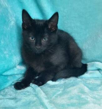 Domestic Short Hair Cats Available for Adoption in Lake City, Michigan - 7049 (Zoro) | PetCurious