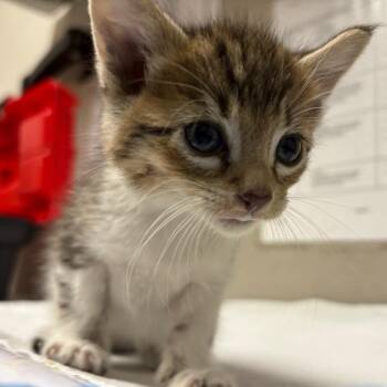 Domestic Short Hair Cats Available for Adoption in Yuma, Arizona - Rayne | PetCurious