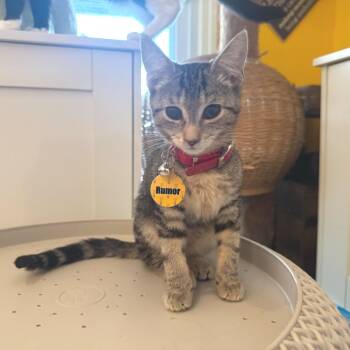 Rescue Domestic Short Hair Cats for Adoption - Rumor | PetCurious