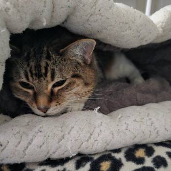 Fleur -  Domestic Short Hair Cat for Adoption in Denver, Colorado - Fleur | PetCurious