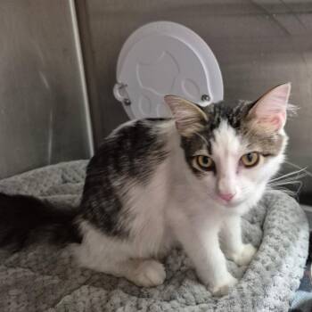 River -  Domestic Long Hair Cat for Adoption in Kingman, Kansas - River | PetCurious