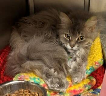Boo-Boo -  Domestic Long Hair and Domestic Short Hair Cat for Adoption in Verona, Wisconsin - Boo-Boo | PetCurious