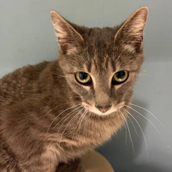 Domestic Short Hair Cats Available for Adoption in Chattanooga, Tennessee - Pumpkin | PetCurious