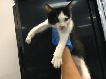 A1919587 -  Domestic Short Hair Cat Available for Adoption in Thousand Palms, California - A1919587 | PetCurious