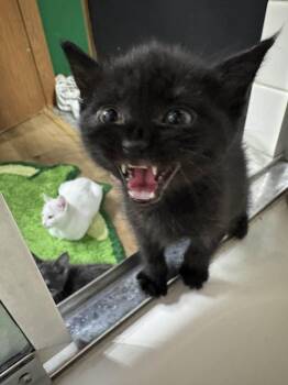 Black Plague -  Domestic Short Hair Cat for Adoption in Wasilla, Alaska - Black Plague | PetCurious