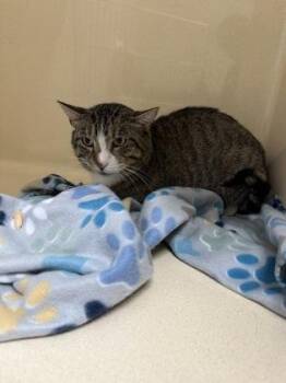 Ringo -  Domestic Short Hair Cat for Adoption in Pequot Lakes, Minnesota - Ringo | PetCurious